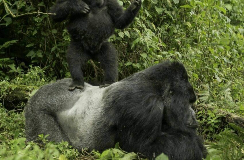  Rwanda Gorilla Journeys 2021