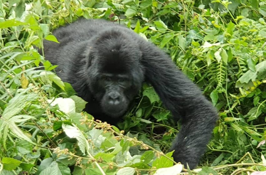  Encounter Gorilla Safari and Lake Kivu