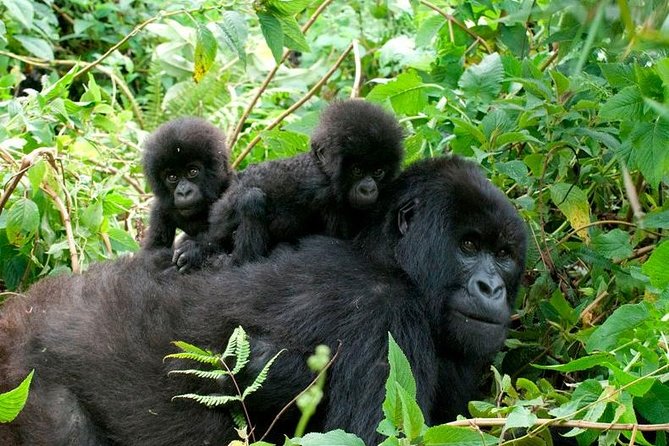  African Gorilla Journeys and Lake Kivu